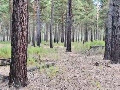 Ойн түймэрт өртсөн нарсан ой 20 орчим жилийн дараа байгалийнхаа жамаар сэргэжээ