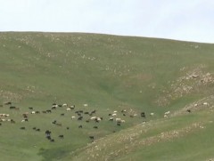 Малчдын нүүдэллэх эрхийг баталгаатай хамгаалах шаардлагатай