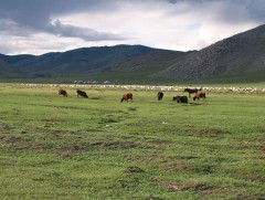 Ирэх өвөл-хаврын бэлчээрийн даац нутгийн 50 гаруй хувьд хүрэлцээтэй, 50 орчим хувьд хэтэрч гарсан ..